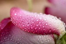 White and Pink Petal of Rose with Water Drops-Carlo Amodeo-Photographic Print