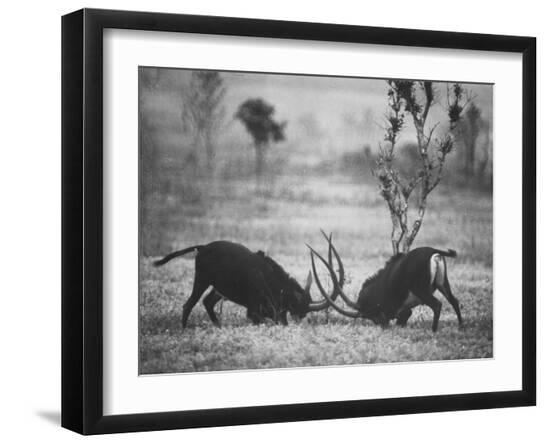 Premium Photographic Print, , large