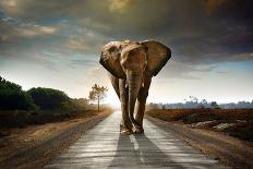 Single Elephant Walking in a Road with the Sun from Behind-Carlos Caetano-Stretched Canvas