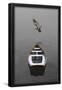 Essential Black