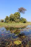 Okavango Delta Water and Plant Landscape.-Carlos Neto-Photographic Print