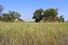 Okavango Delta Water and Cyperus Papyrus Plant Landscape.-Carlos Neto-Photographic Print
