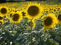 Sunflowers in the Summer; Tuscany, Italy, Europe-Carlos Sanchez Pereyra-Photographic Print