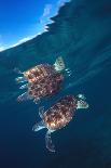 Green sea turtle reflection under surface. Cayman Islands-Carlos Villoch-Stretched Canvas