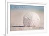 Carlsbad, California - Sand Dollar on Beach-Lantern Press-Framed Premium Giclee Print