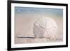 Carlsbad, California - Sand Dollar on Beach-Lantern Press-Framed Premium Giclee Print