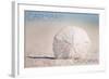 Carlsbad, California - Sand Dollar on Beach-Lantern Press-Framed Art Print