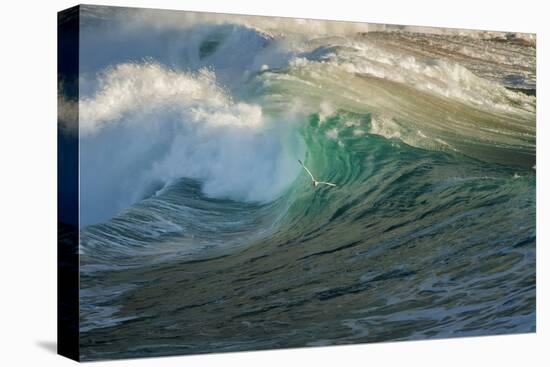 Carmel Beach, California, Bird Flying in Breaking Wave-Sheila Haddad-Stretched Canvas