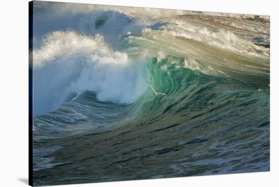 Carmel Beach, California, Bird Flying in Breaking Wave-Sheila Haddad-Stretched Canvas