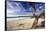 Carmel Beach, California-George Oze-Framed Stretched Canvas