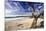 Carmel Beach, California-George Oze-Mounted Photographic Print
