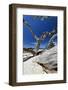 Carmel Beach Tree Branches, California-George Oze-Framed Photographic Print