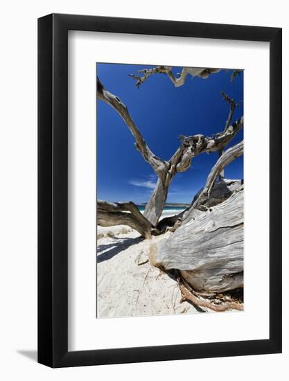 Carmel Beach Tree Branches, California-George Oze-Framed Photographic Print