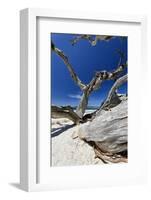 Carmel Beach Tree Branches, California-George Oze-Framed Photographic Print