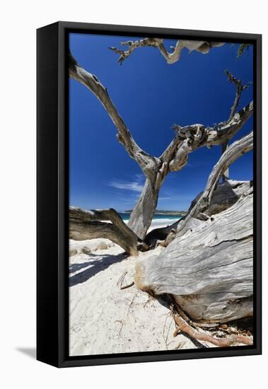 Carmel Beach Tree Branches, California-George Oze-Framed Stretched Canvas