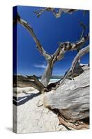 Carmel Beach Tree Branches, California-George Oze-Stretched Canvas