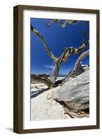 Carmel Beach Tree Branches, California-George Oze-Framed Photographic Print