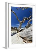 Carmel Beach Tree Branches, California-George Oze-Framed Photographic Print