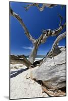 Carmel Beach Tree Branches, California-George Oze-Mounted Photographic Print