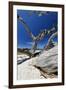 Carmel Beach Tree Branches, California-George Oze-Framed Photographic Print