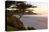 Carmel, California, cypress tree and waves at sunset on ocean, Pebble Beach-Bill Bachmann-Stretched Canvas