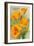 Carmel, California - State Flower - Poppy Flowers-Lantern Press-Framed Art Print