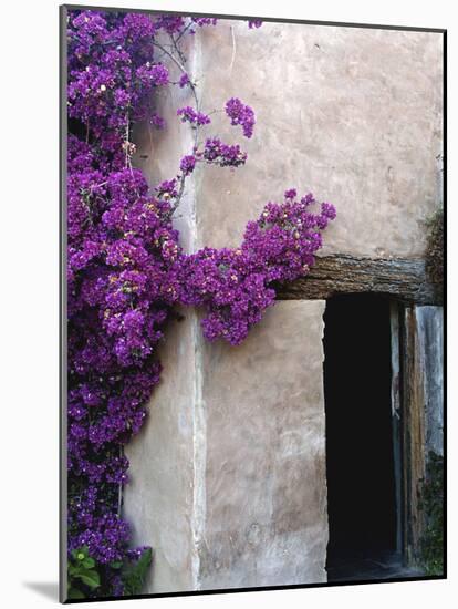 Carmel Mission, Carmel, California, USA-null-Mounted Photographic Print