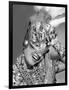 Carmen Miranda-null-Framed Photo