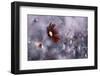 Carmen-Fabien BRAVIN-Framed Photographic Print