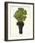 Carmenere Grape-J. Troncy-Framed Giclee Print