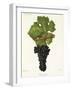 Carmenere Grape-J. Troncy-Framed Giclee Print