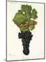 Carmenere Grape-J. Troncy-Mounted Giclee Print