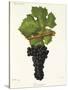 Carmenere Grape-J. Troncy-Stretched Canvas