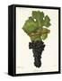 Carmenere Grape-J. Troncy-Framed Stretched Canvas