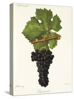 Carmenere Grape-J. Troncy-Stretched Canvas