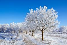 Winter Sunny Day-Carmian-Framed Photographic Print