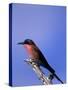 Carmine Bee-Eater, Merops Nubicus, Chobe National Park, Botswana, Africa-Thorsten Milse-Stretched Canvas