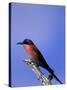 Carmine Bee-Eater, Merops Nubicus, Chobe National Park, Botswana, Africa-Thorsten Milse-Stretched Canvas