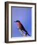 Carmine Bee-Eater, Merops Nubicus, Chobe National Park, Botswana, Africa-Thorsten Milse-Framed Photographic Print