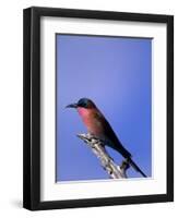 Carmine Bee-Eater, Merops Nubicus, Chobe National Park, Botswana, Africa-Thorsten Milse-Framed Photographic Print