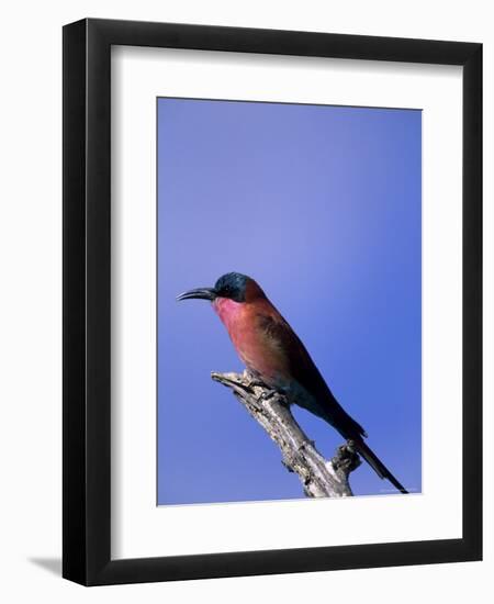 Carmine Bee-Eater, Merops Nubicus, Chobe National Park, Botswana, Africa-Thorsten Milse-Framed Photographic Print