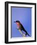 Carmine Bee-Eater, Merops Nubicus, Chobe National Park, Botswana, Africa-Thorsten Milse-Framed Photographic Print