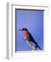 Carmine Bee-Eater, Merops Nubicus, Chobe National Park, Botswana, Africa-Thorsten Milse-Framed Photographic Print