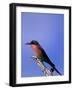 Carmine Bee-Eater, Merops Nubicus, Chobe National Park, Botswana, Africa-Thorsten Milse-Framed Photographic Print