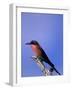 Carmine Bee-Eater, Merops Nubicus, Chobe National Park, Botswana, Africa-Thorsten Milse-Framed Photographic Print