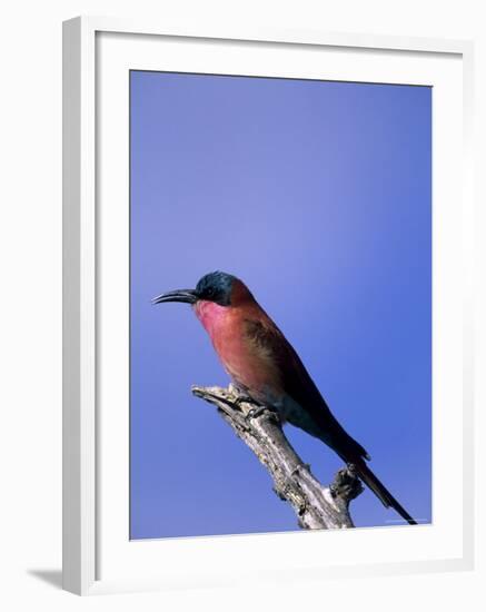 Carmine Bee-Eater, Merops Nubicus, Chobe National Park, Botswana, Africa-Thorsten Milse-Framed Photographic Print