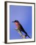 Carmine Bee-Eater, Merops Nubicus, Chobe National Park, Botswana, Africa-Thorsten Milse-Framed Photographic Print