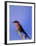 Carmine Bee-Eater, Merops Nubicus, Chobe National Park, Botswana, Africa-Thorsten Milse-Framed Photographic Print