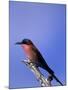 Carmine Bee-Eater, Merops Nubicus, Chobe National Park, Botswana, Africa-Thorsten Milse-Mounted Photographic Print