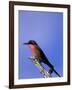 Carmine Bee-Eater, Merops Nubicus, Chobe National Park, Botswana, Africa-Thorsten Milse-Framed Photographic Print